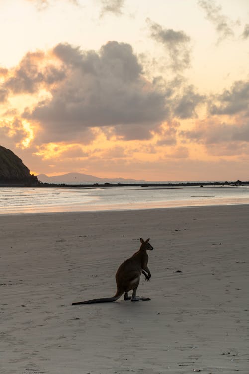 Gratis stockfoto met dierenfotografie, kangoeroe, kust