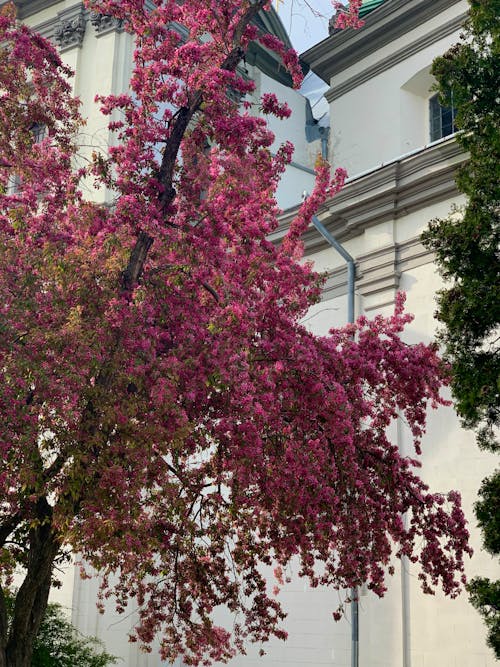 Immagine gratuita di albero, edificio, fiori