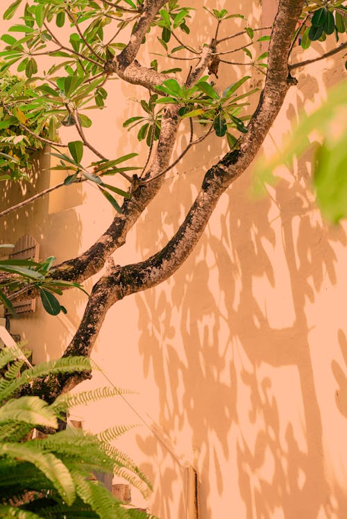 Tree Branches near Building Wall