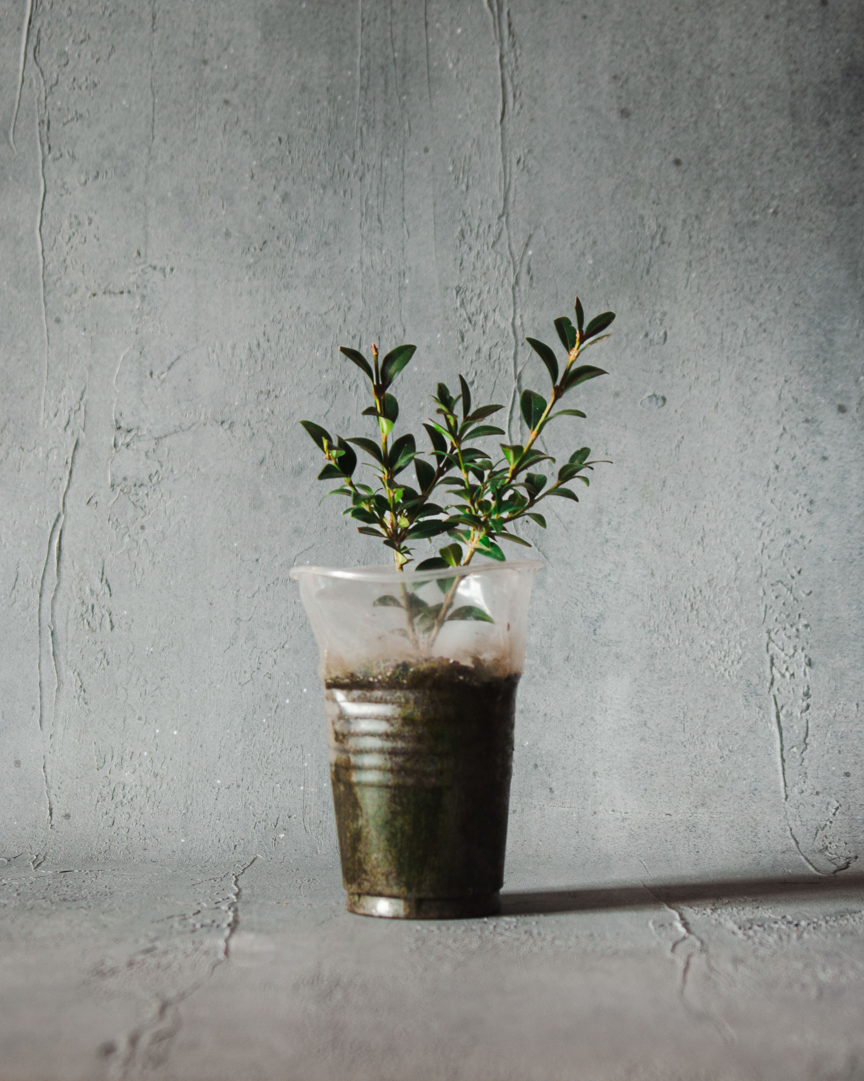 Antique Flower Pot Photos, Download The BEST Free Antique Flower Pot ...