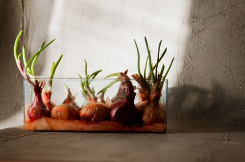 Free Fresh onions sprouting in a glass container against a textured wall, highlighting growth and renewal. Stock Photo