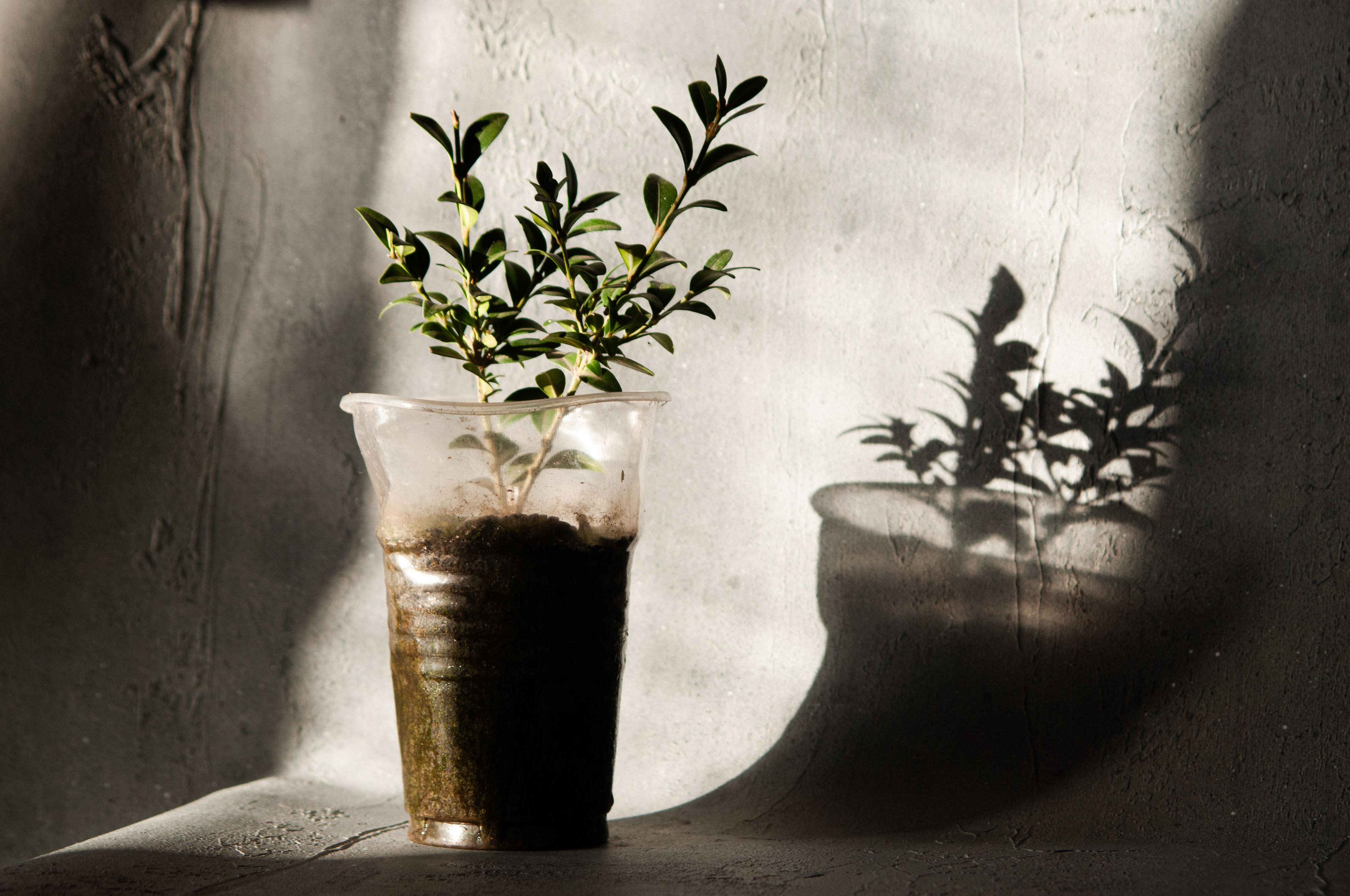 low maintenance plants, Simple Habits That Keep Care Light