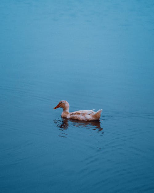 A duck swimming in a blue lake