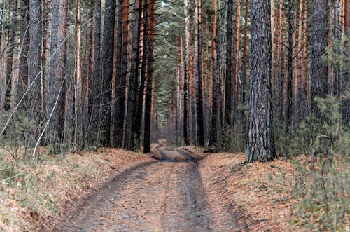 깊은, 나무, 비포장 도로의 무료 스톡 사진