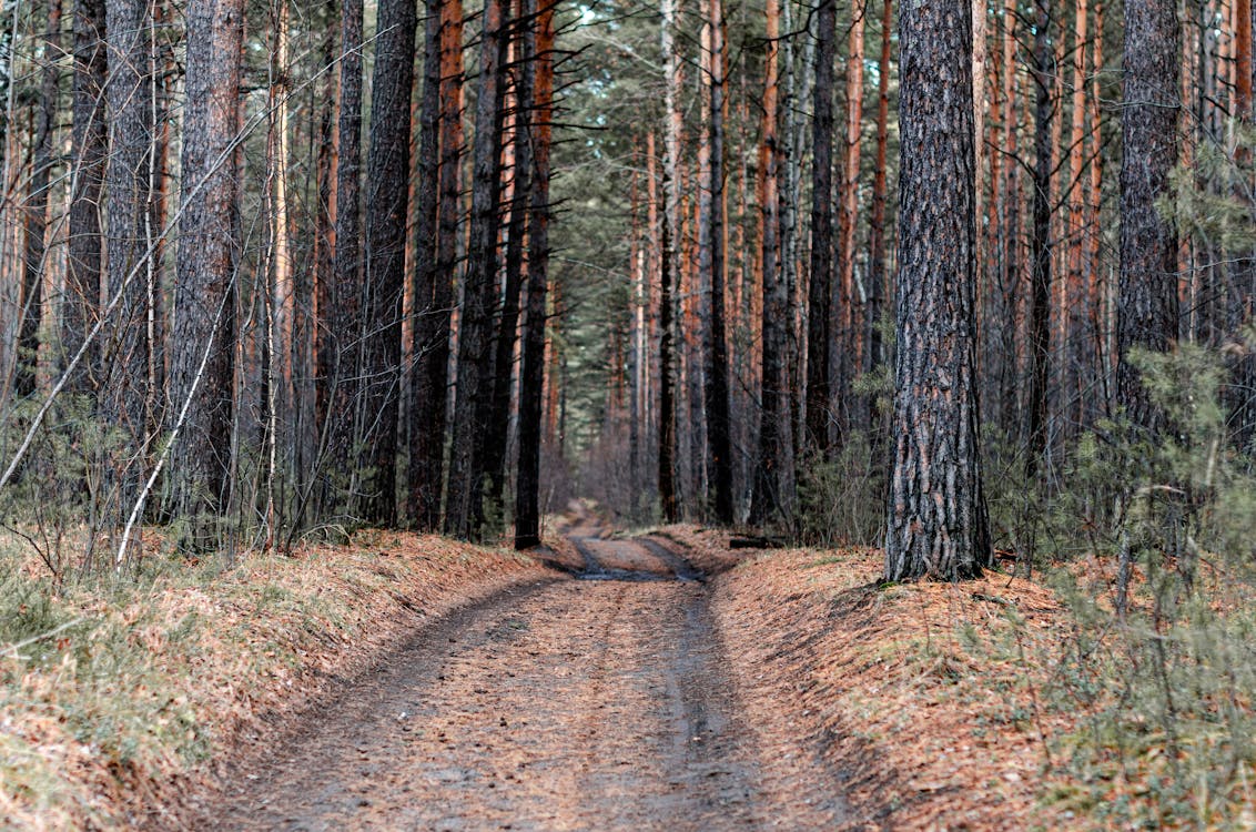 Fotos de stock gratuitas de arboles, bosque, camino de tierra