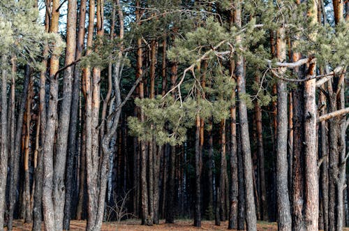 常緑樹, 木, 森林の無料の写真素材