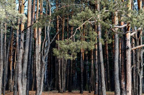 Free Explore the tranquil beauty of a dense pine forest with towering trees and serene nature. Stock Photo