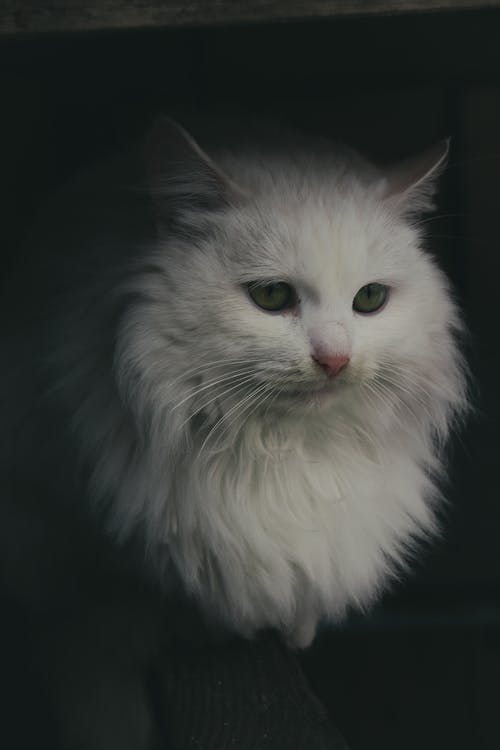 Portrait of White Cat