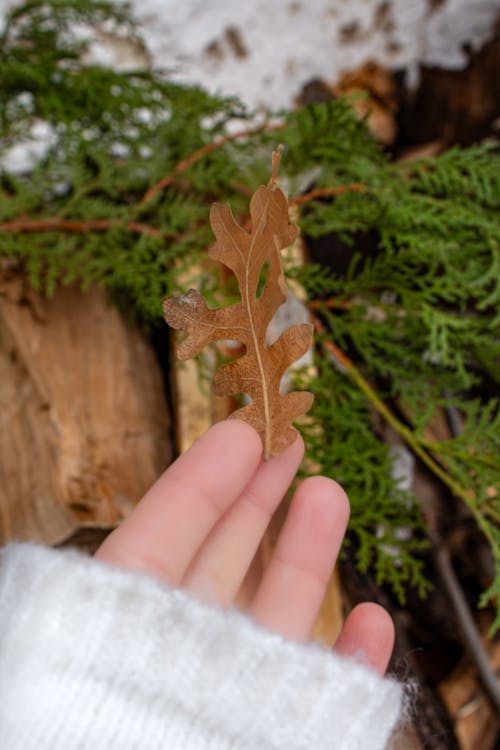 Immagine gratuita di autunno, cadere, dita