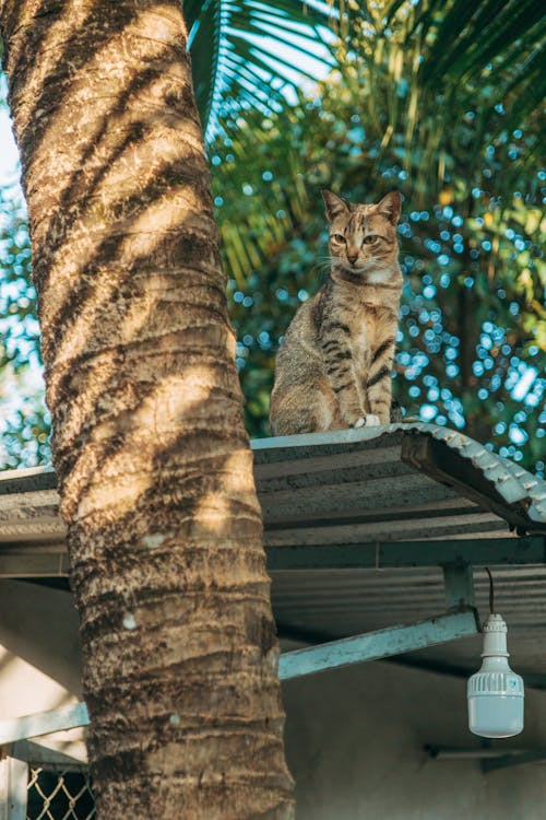 A cat sitting on top of a roof next to a palm tree