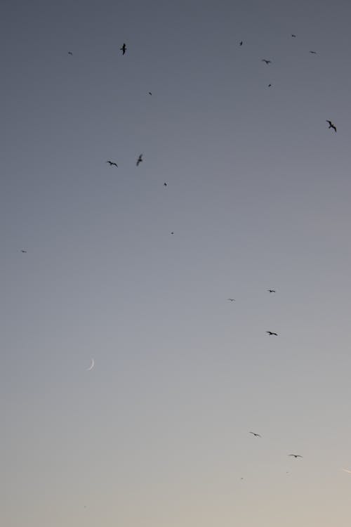 Free stock photo of beautiful sky, birds, evening