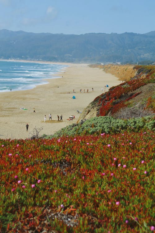 Flowers over Beach on Sea Coast