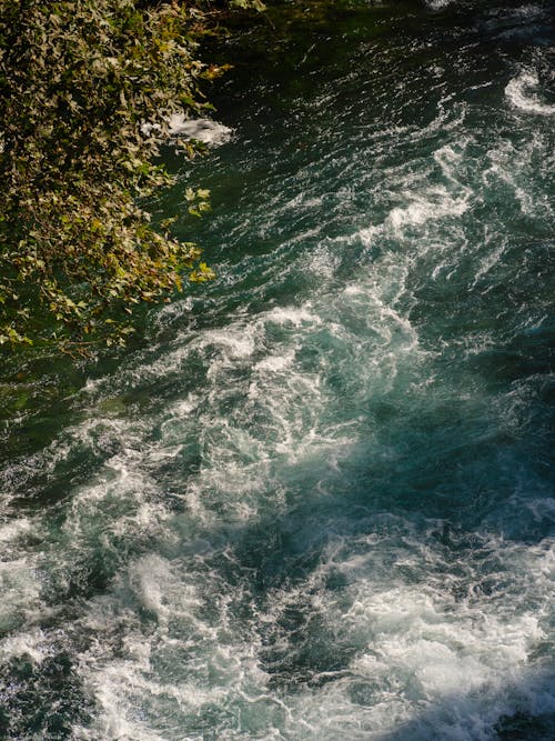 a river in the forest