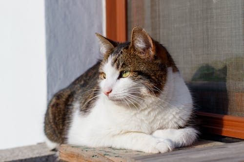 Gratis stockfoto met achtergrond, dierenfotografie, gestreepte kat