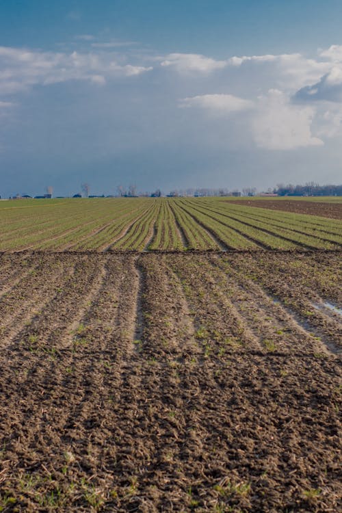 Foto stok gratis agrikultura, bidang, dataran