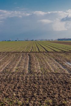 Wide view of an agricultural field with new growth under a clear sky, ideal for rural lifestyle themes.