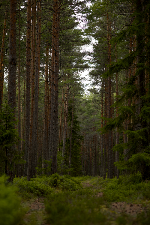 Free Peaceful forest with towering pine trees and lush greenery, ideal for nature enthusiasts. Stock Photo