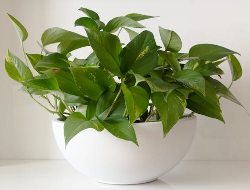 Close-up of a Pothos Plant in a White Pot 