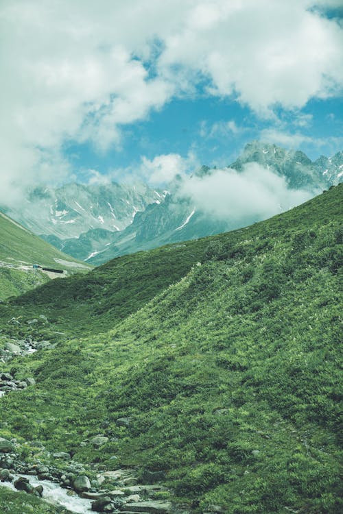 Green Forest in Valley in Mountains