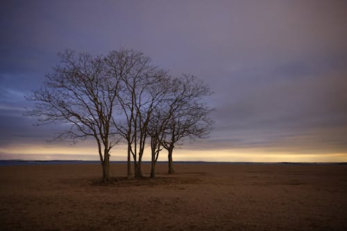 Foto d'estoc gratuïta de arbres, capvespre, ennuvolat