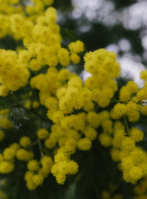 A close up of a yellow flowering tree