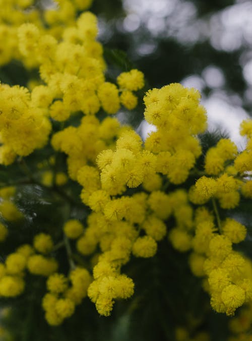 Darmowe zdjęcie z galerii z kwiaty, natura, obfitość