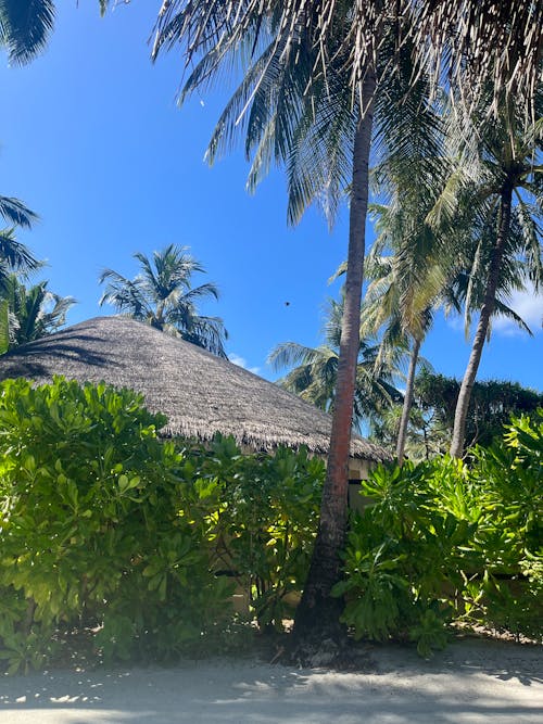 View of a Beach Hut and Palm Trees on a Tropical Island 
