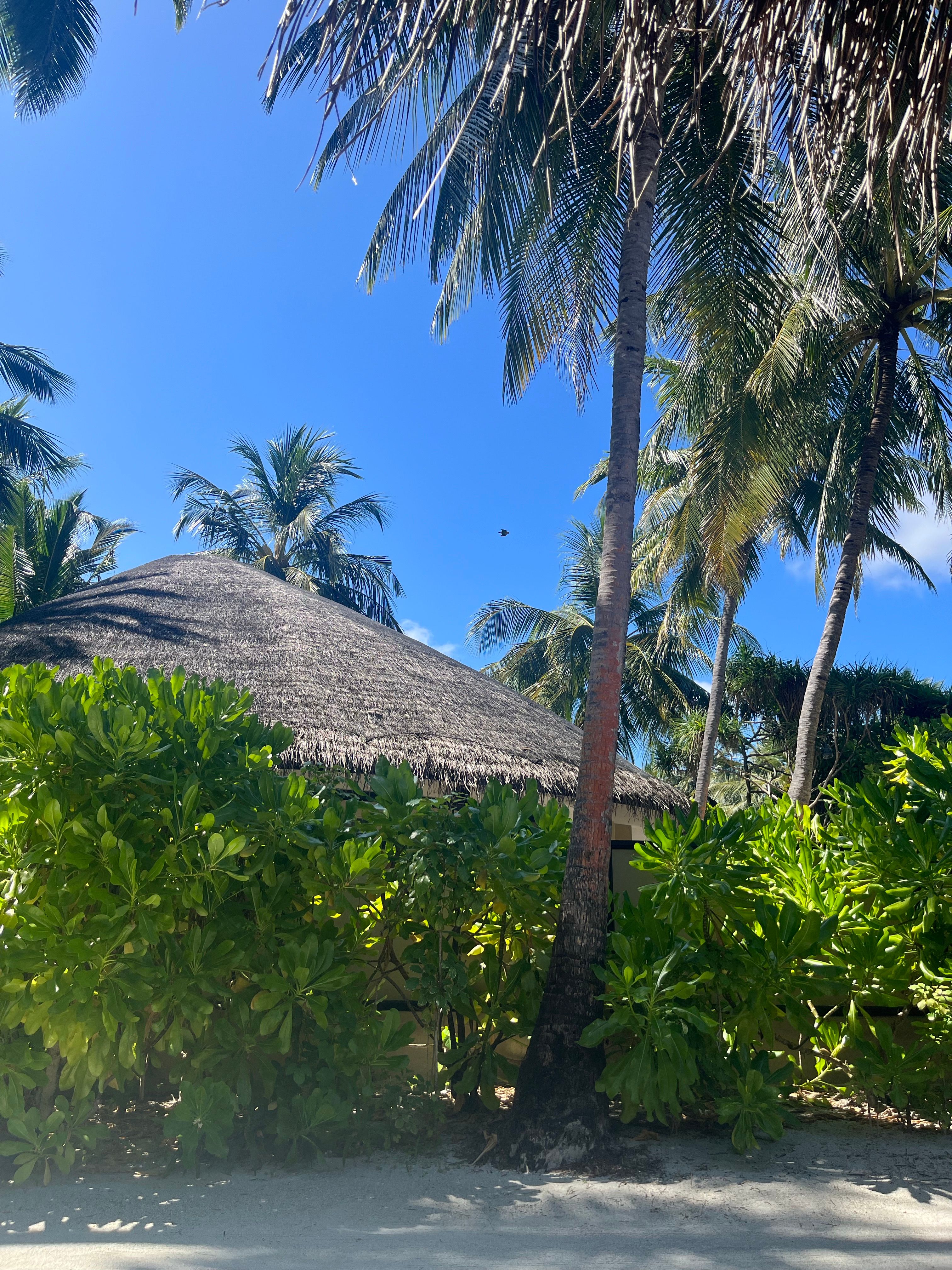 View of a Beach Hut and Palm Trees on a Tropical Island · Free Stock Photo