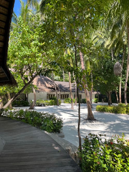 Free Serene tropical resort with lush palm trees and a sunlit walkway. Stock Photo