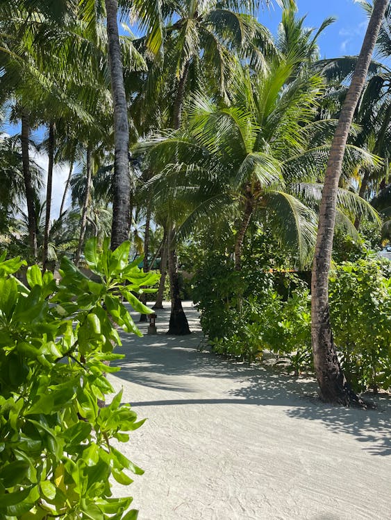 Footpath among Palm Trees