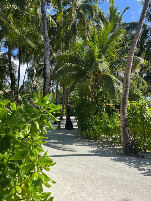 Free Serene sandy footpath through lush palm trees on a sunny tropical beach. Stock Photo