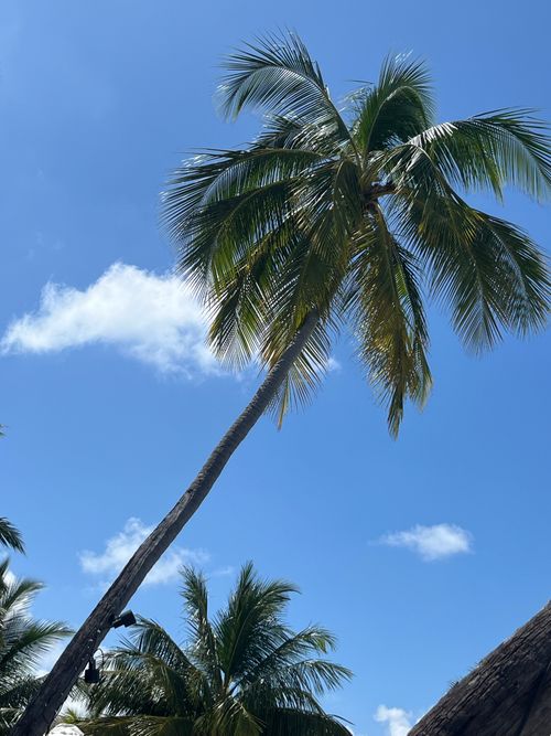Free A tall palm tree swaying under a bright blue sky, epitomizing summer vibes. Stock Photo