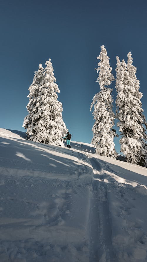 A Person Standing near a Tree on a Ski Slope 