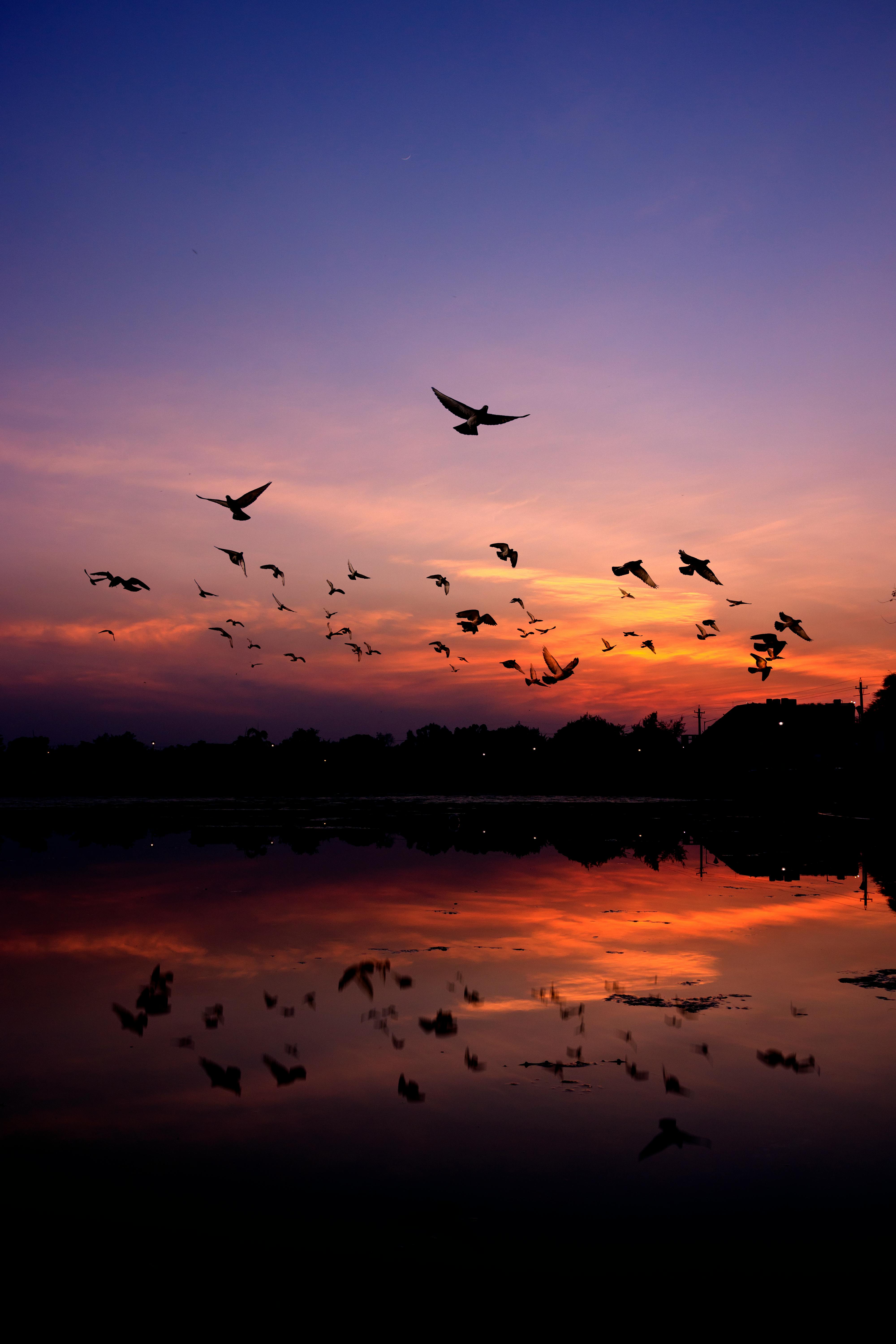 Bird Flying At Sunset Ultra HD Desktop Background Wallpaper for 4K UHD TV : Multi Display, Dual Monitor : Tablet : Smartphone