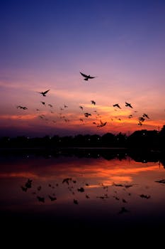 黄昏时分，印度昌迪加尔一片宁静的湖泊上空，鸟儿飞过，天空色彩缤纷，充满戏剧性