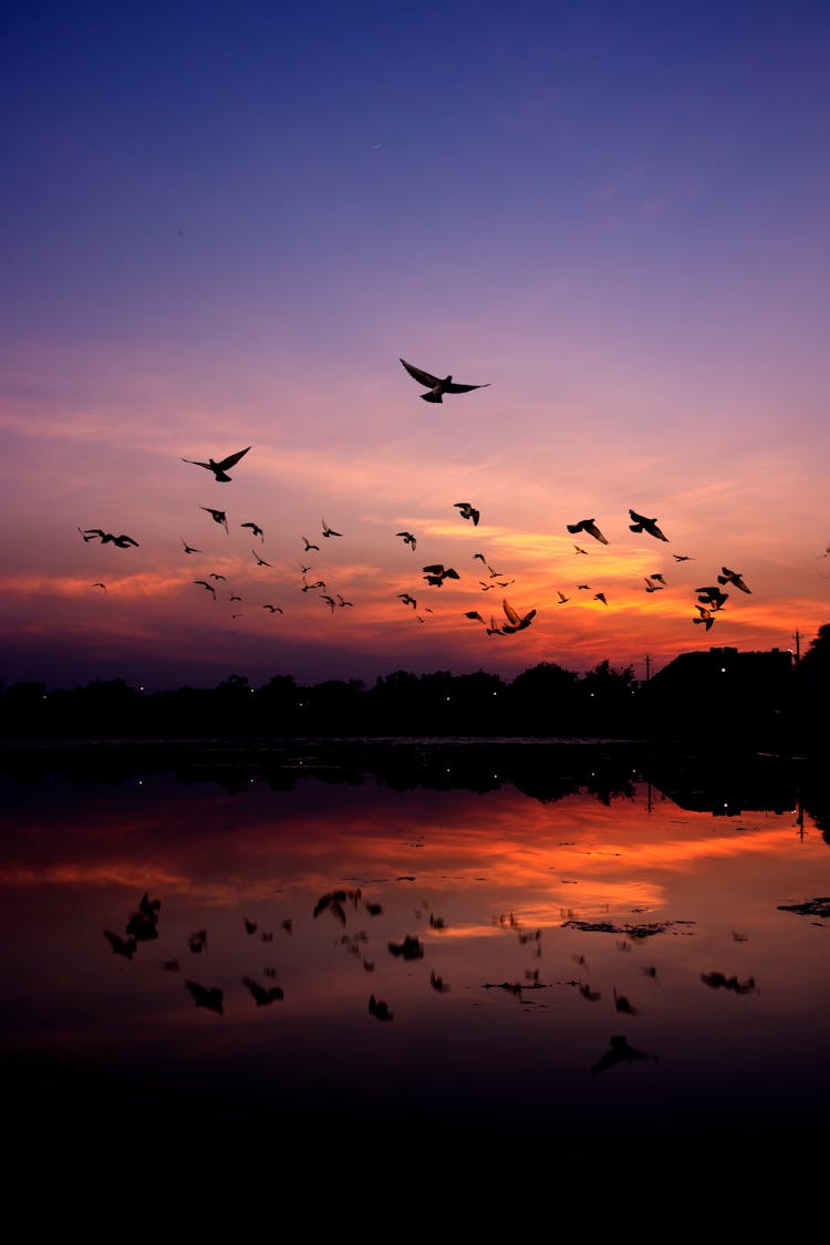 Birds Flying On A Twilight Sky 