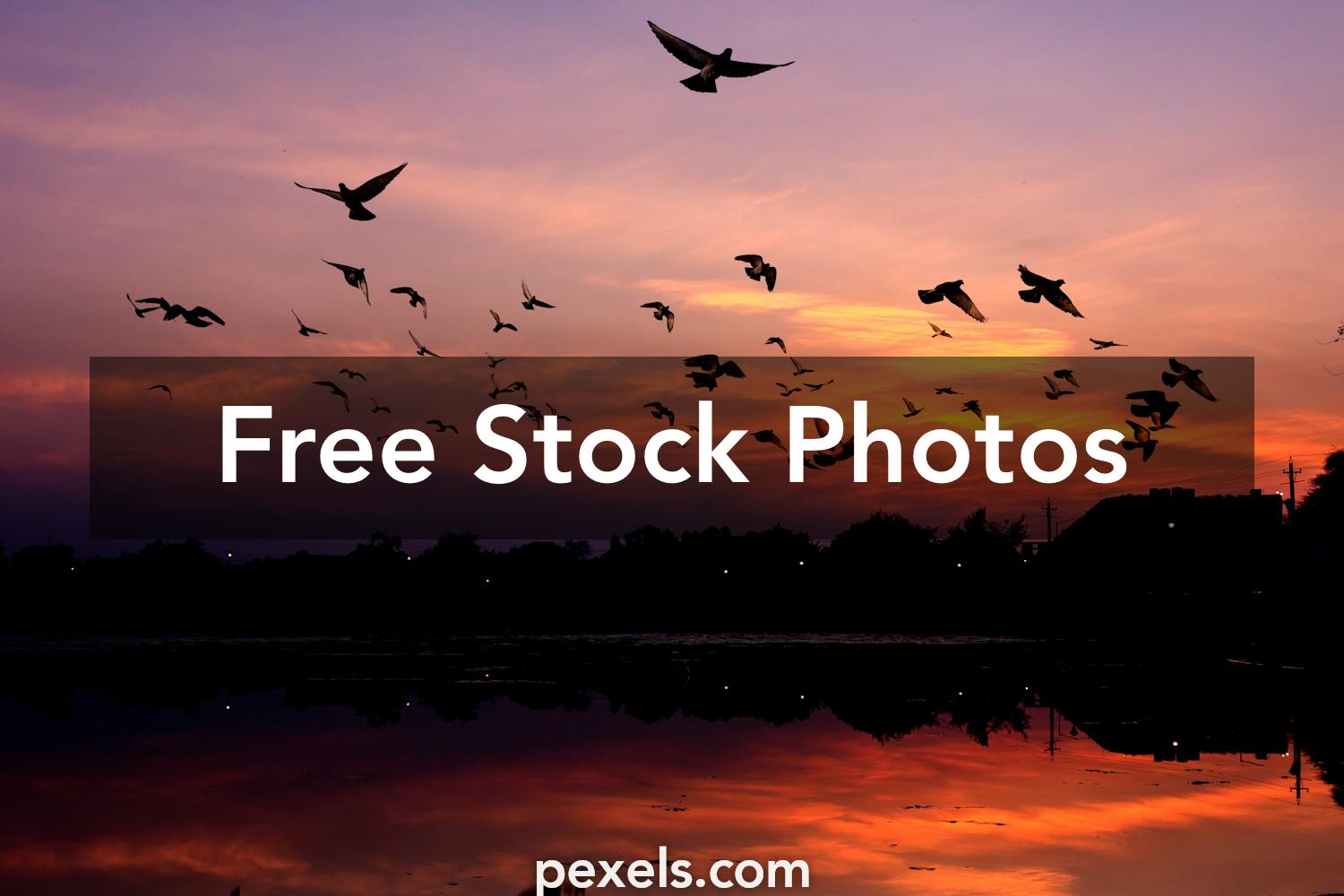 Birds Flying Photos, Download The BEST Free Birds Flying Stock Photos ...