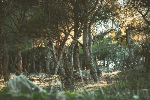 Free Peaceful forest scenery with sunlight filtering through trees, highlighting branches and grass. Stock Photo