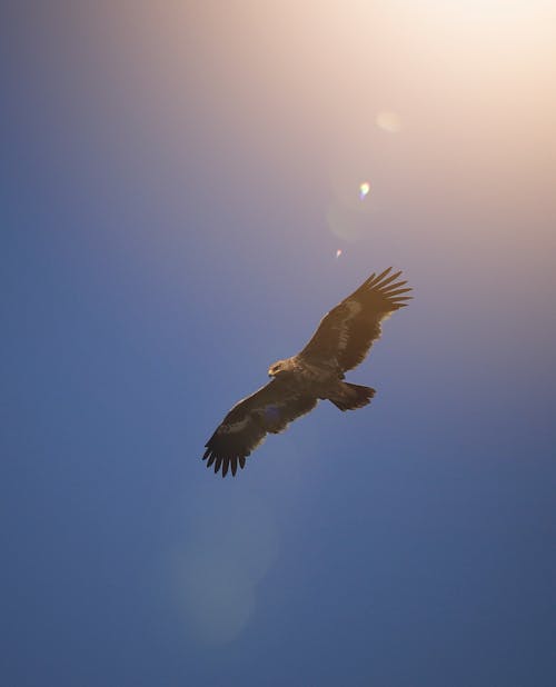 Foto profissional grátis de águia, céu, natureza