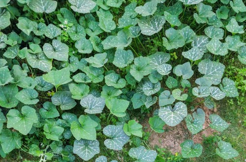 Pumpkin Leaves, green veggie leafs 