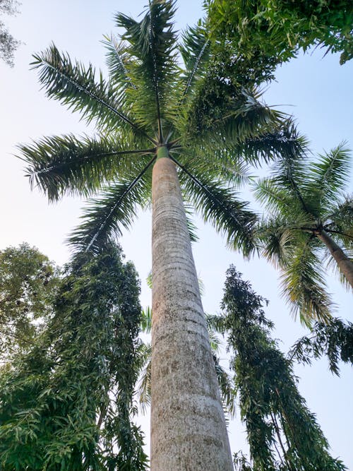 Worm eye view, clear tree photo of Palm tree