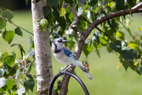 A blue jay perched on a branch in a tree