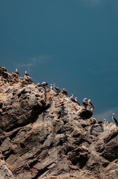 View of Seabirds Sitting on a Rocky Shore 