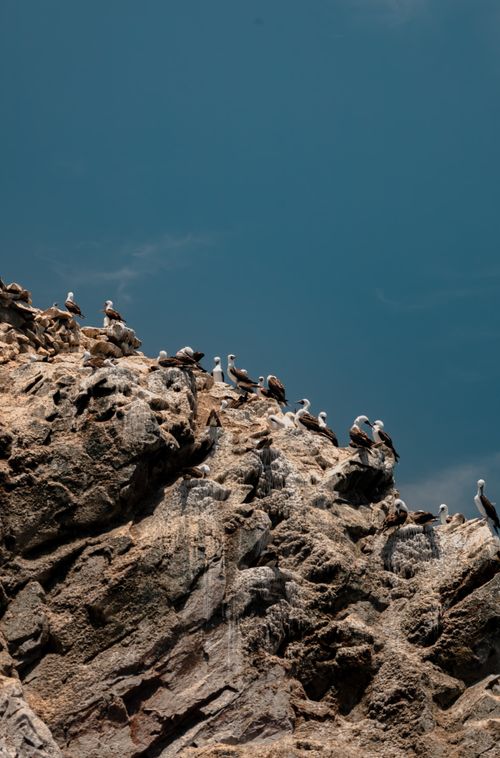 Free Seabirds rest on rocky cliffs under a clear blue sky in Paracas, Peru. Stock Photo