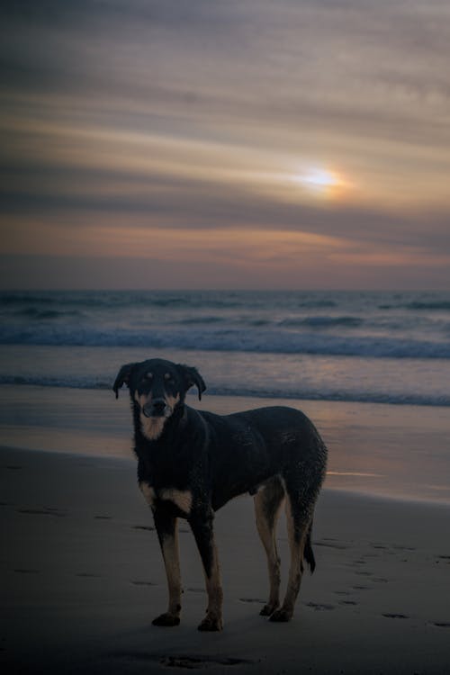 büyük köpek, kahverengi köpek, kara köpek içeren Ücretsiz stok fotoğraf