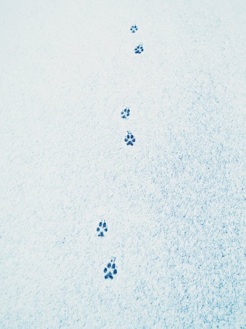 Snowy paw print