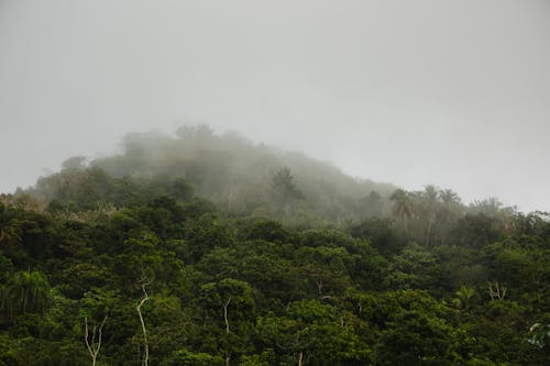 ağaçlar, alan, bulut içeren Ücretsiz stok fotoğraf