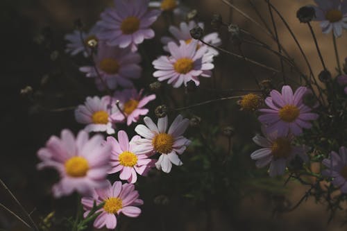 シュメールの花, 夏の無料の写真素材