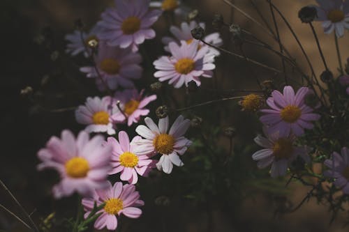 Kostnadsfri bild av sommar, sumer blommor