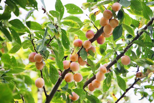 Foto d'estoc gratuïta de arbre fruiter, fruits d estiu, mirabelles